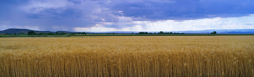 BT_FELDER Nr.: 42-25583920