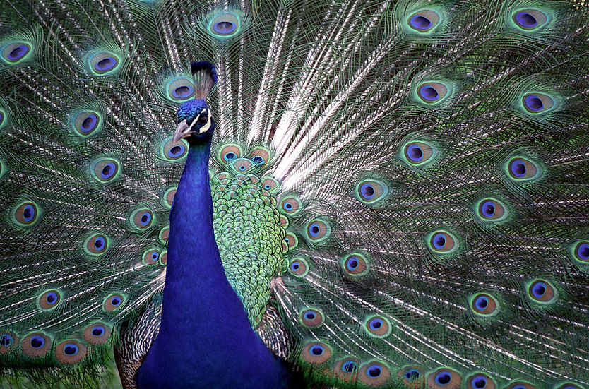 BT Pfau Nr. 1574R-016509