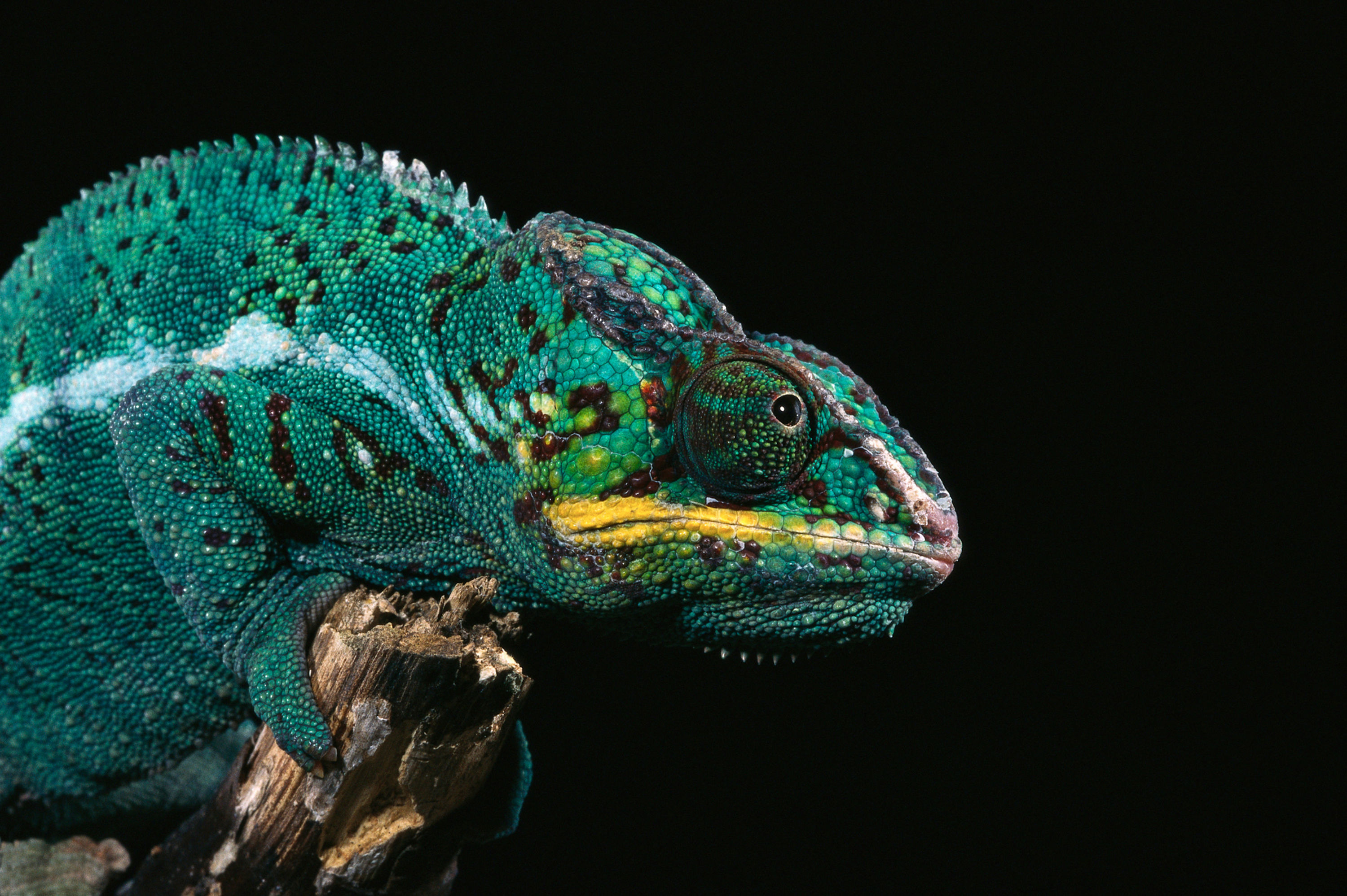 BT Cameleon Nr. CB056570