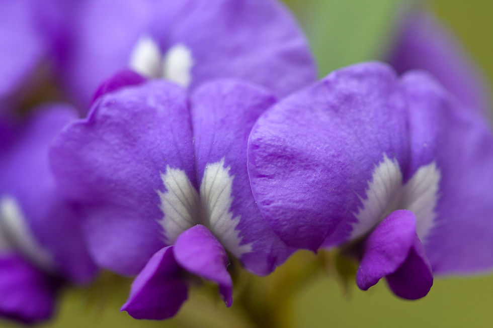 Thumbnail: BT Flowers Blue No.