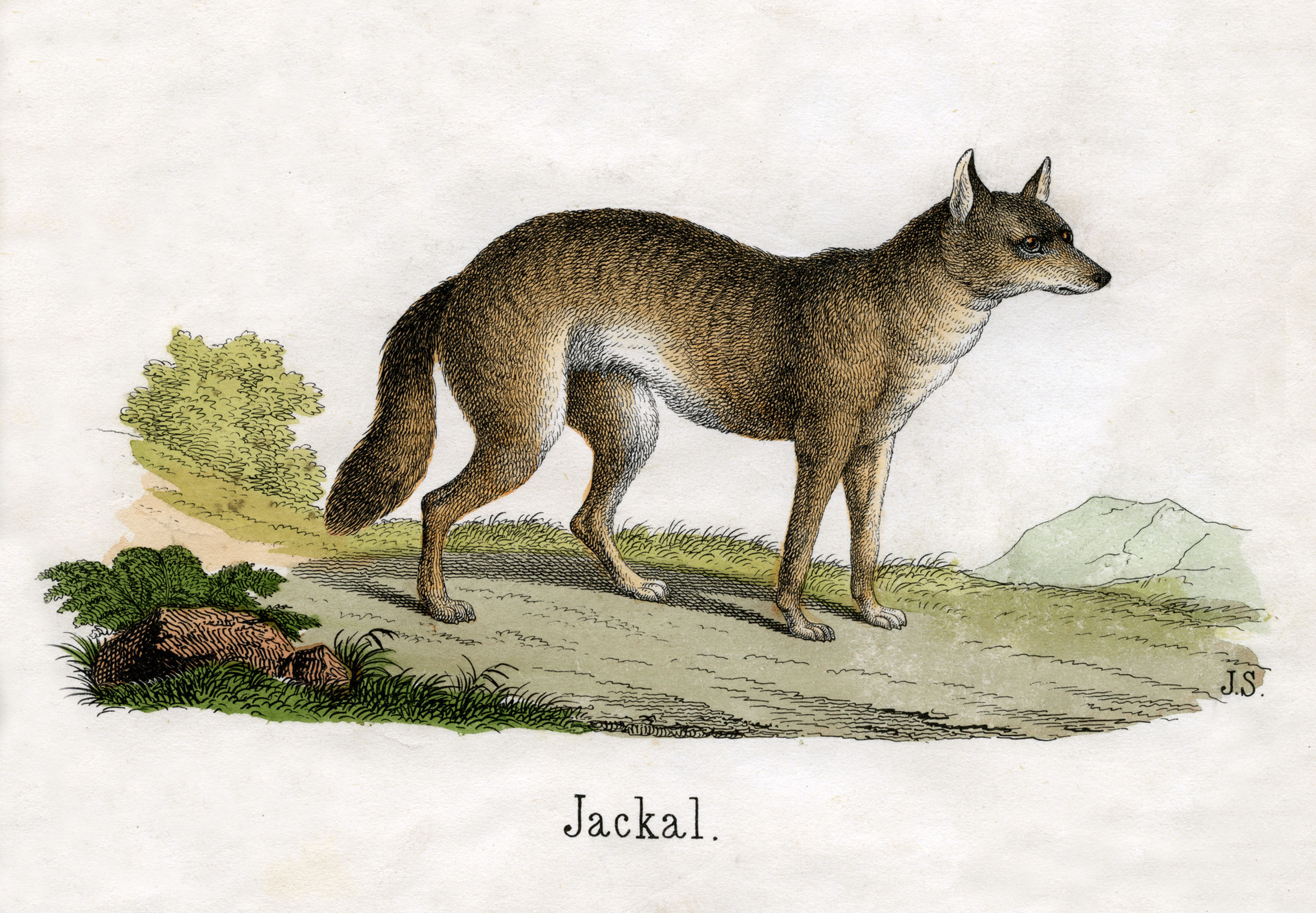 Animals-Zeichnungen #35 by © Corbis/© Corbis. All Rights Reserved.