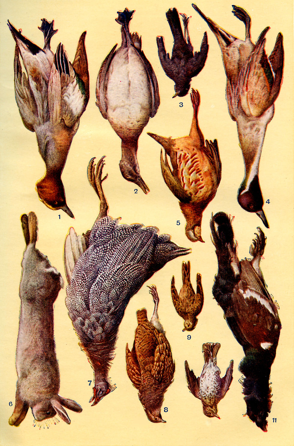 Animals-Zeichnungen #30 by © Corbis/Lebrecht 3