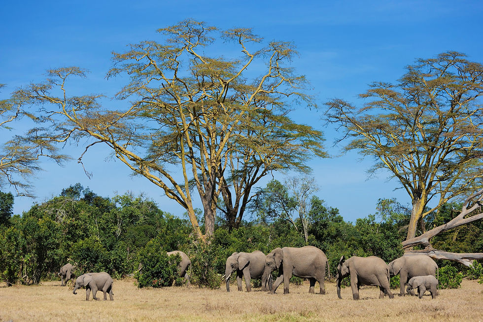 Thumbnail: BT Elefant Nr. 42-46291093