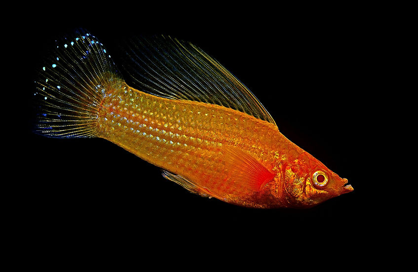 BT Fish Nr. 42-69300941