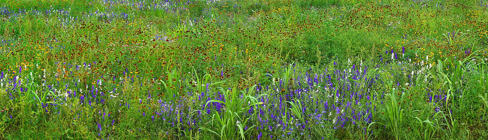 BT Bunte Wiesen Nr. 176029