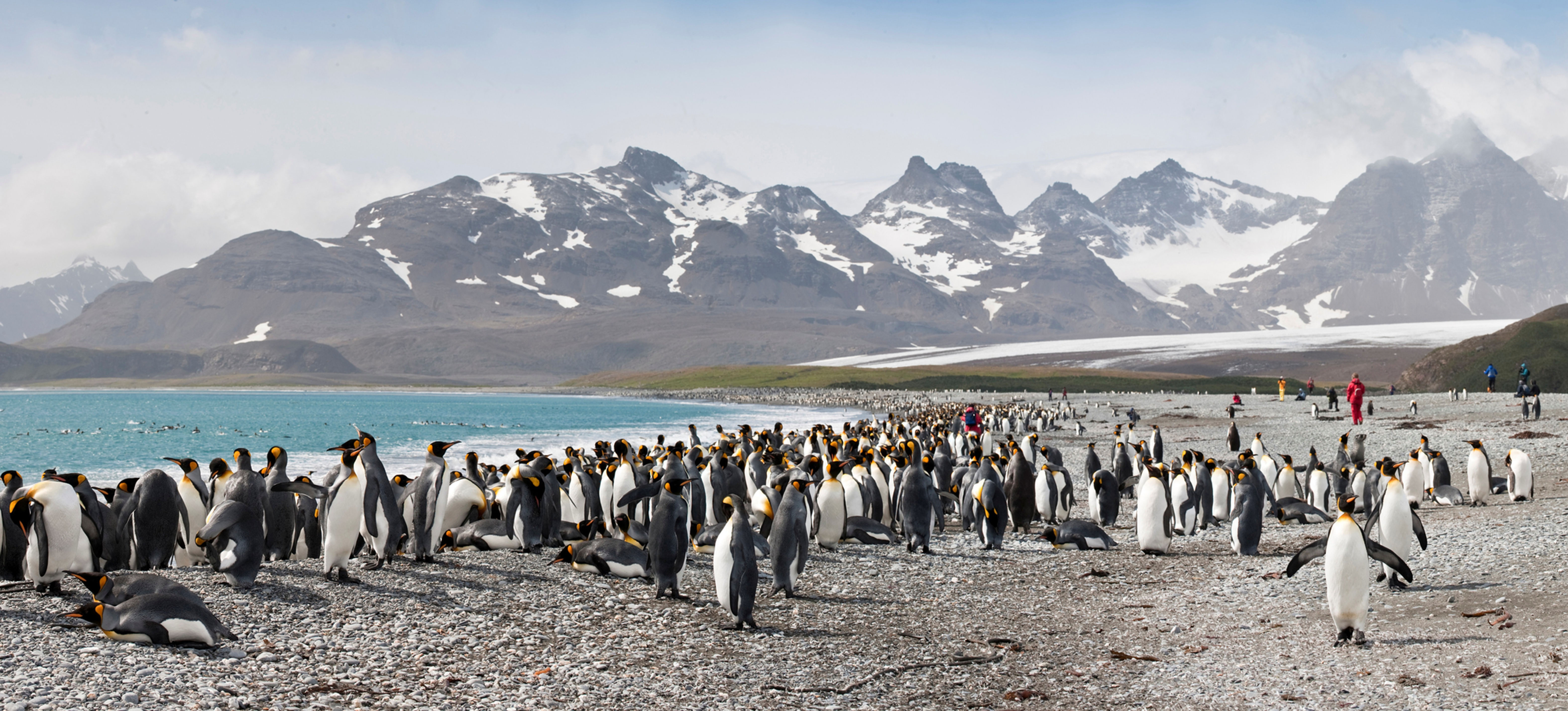 BT Pinguine Nr.