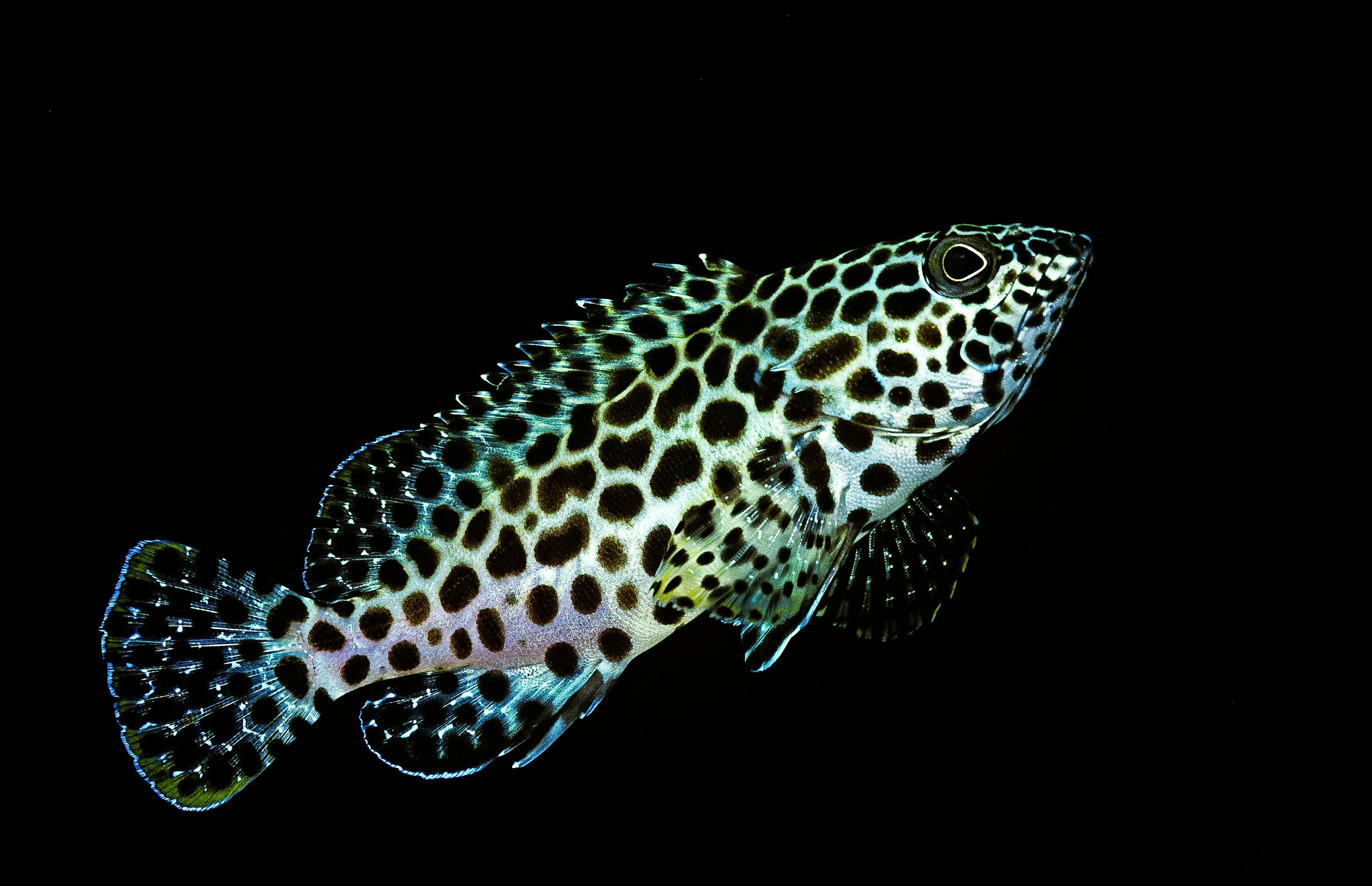 BT Fish Nr. 42-69244792