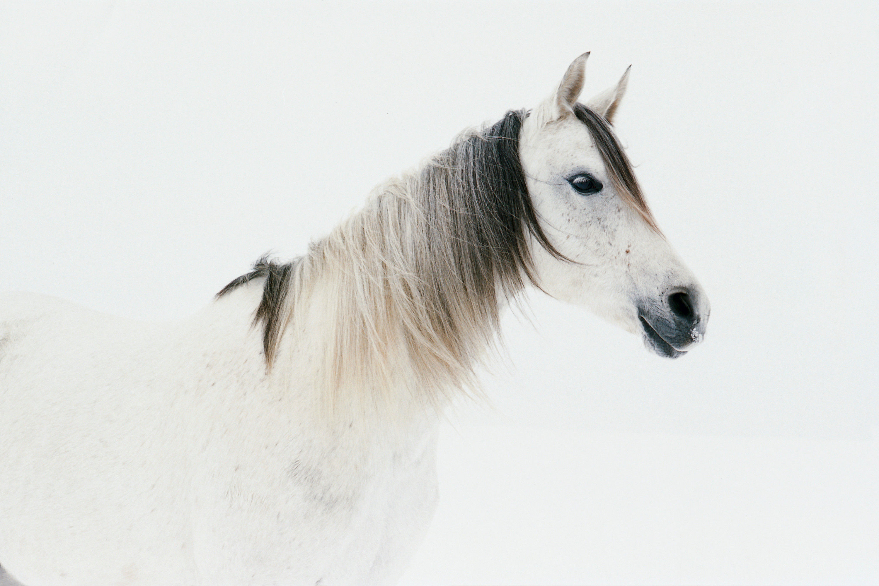 BT Horse Nr. 42-16730808