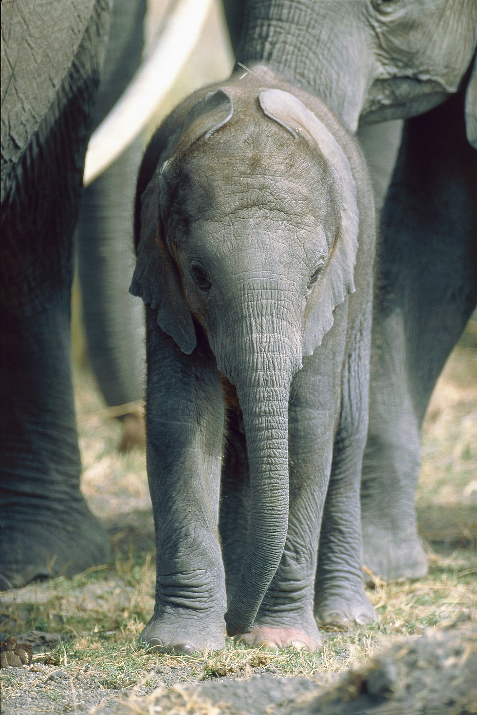 BT Elefant Nr. 42-15307959