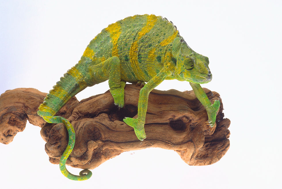 BT Cameleon Nr. 42-17307948