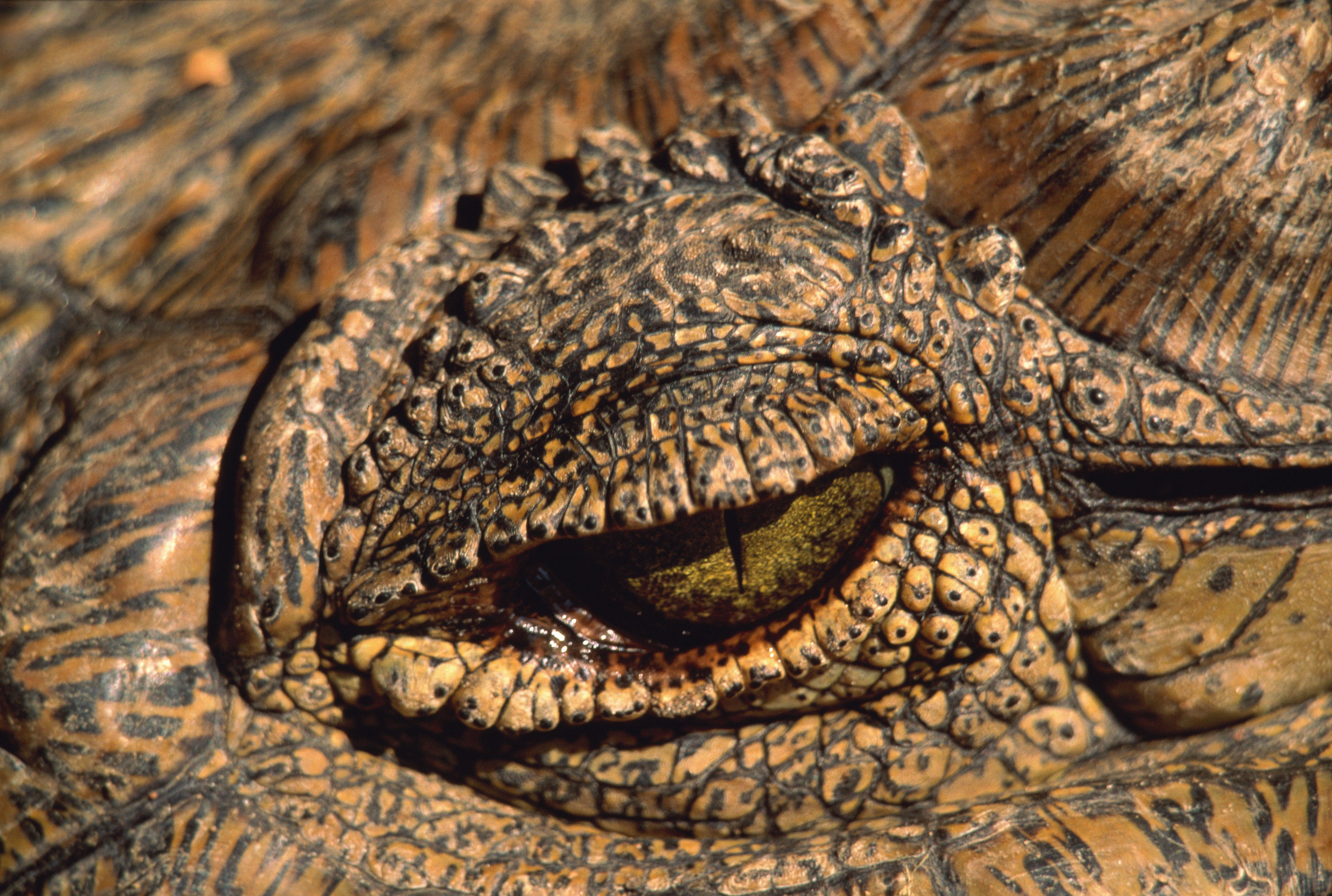 BT Krokodil Nr. 42-15411689