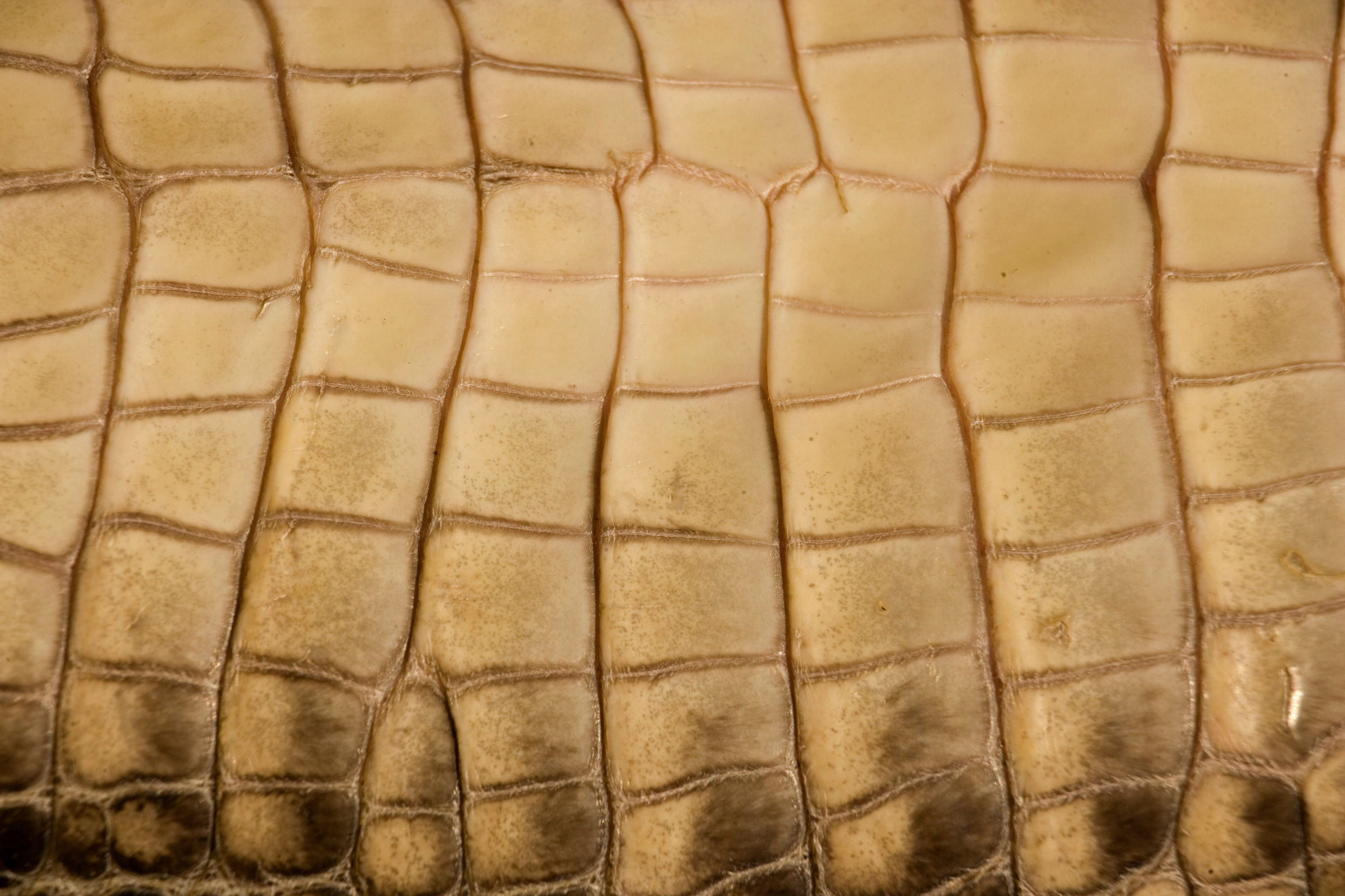 BT Krokodil Nr. 42-41375329