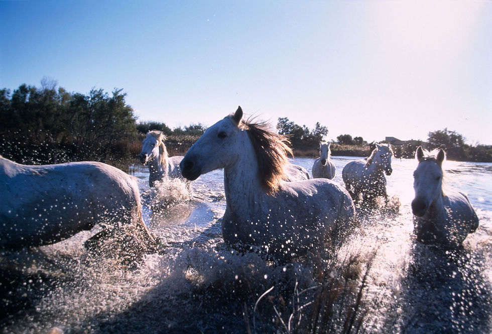 Thumbnail: BT Horse Nr.  42-15296095