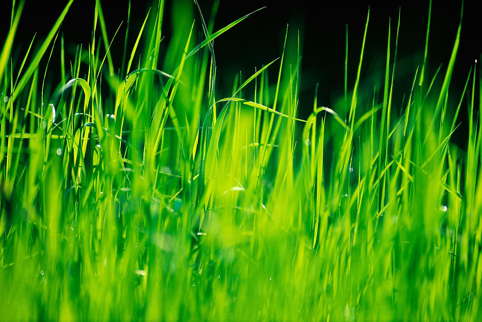 Gras III No. 73