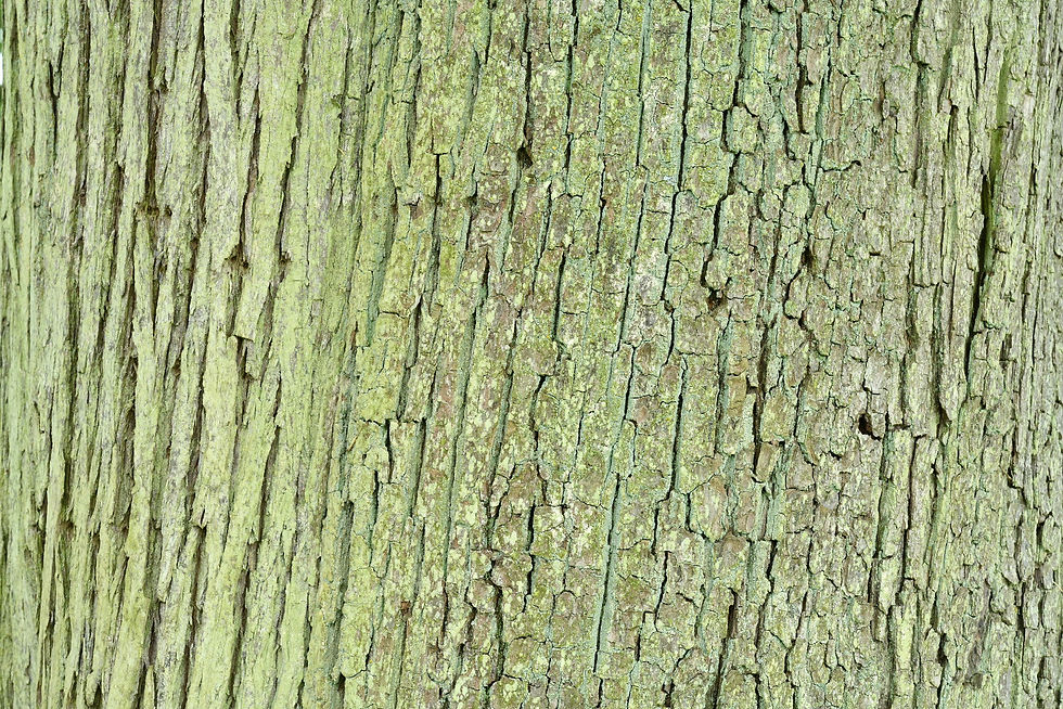 Baumrinde / Bark No. 16
