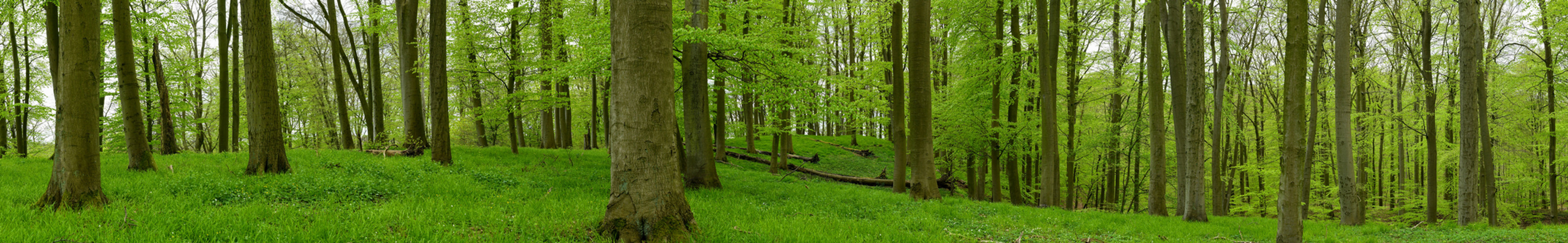 Wald Giga Panorama UHD No. 5