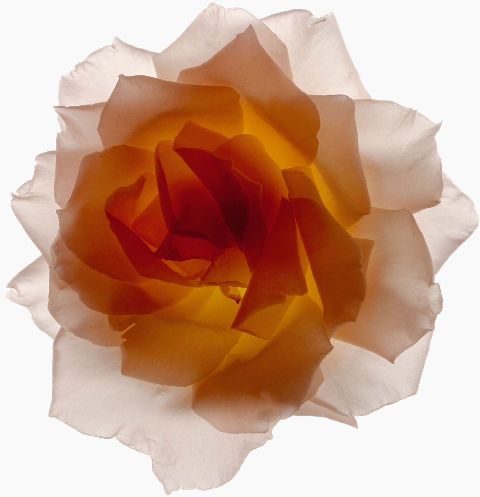 BT Flower Studie Nr.: 42-21778863