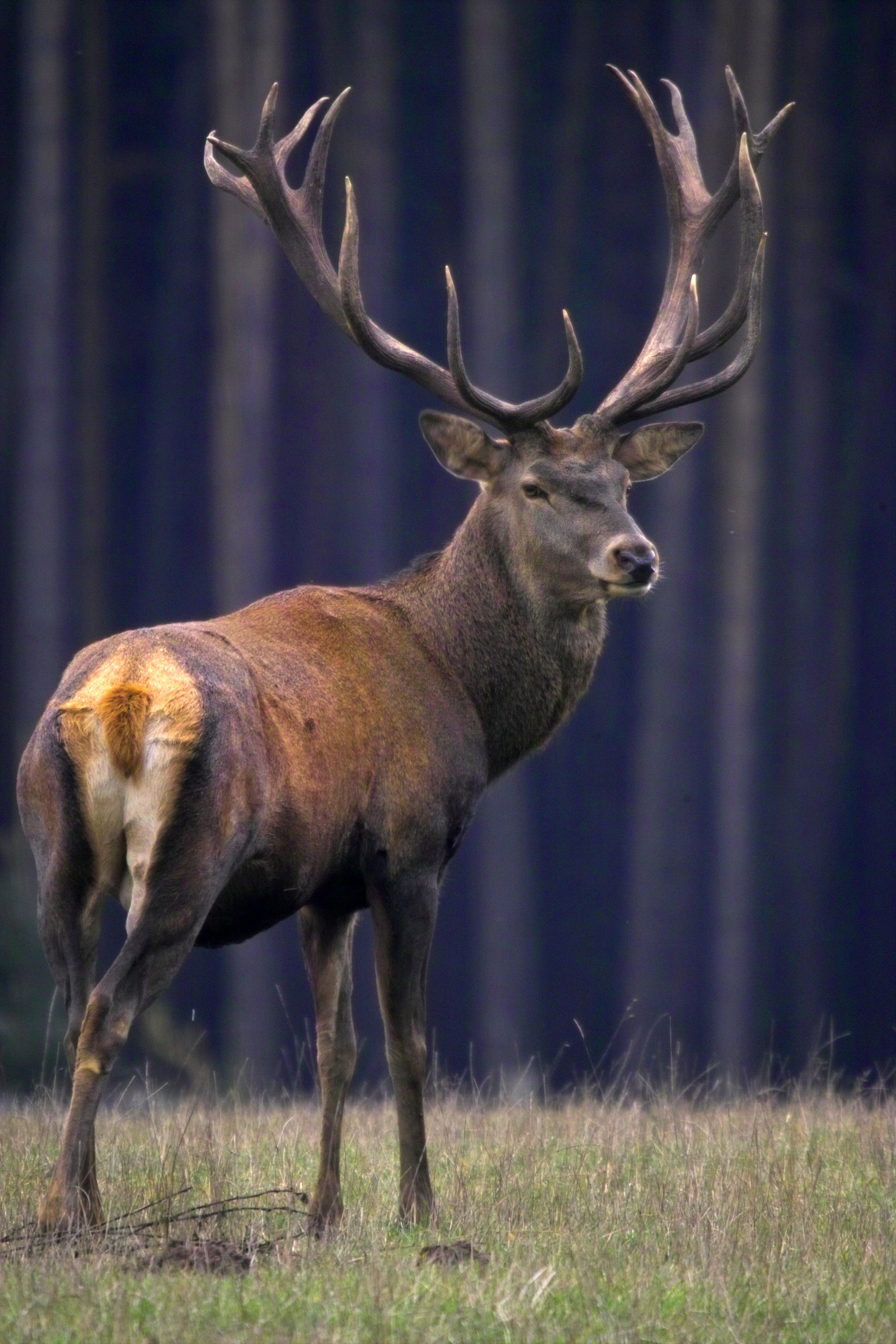 BT Hirsch Nr. 2662589