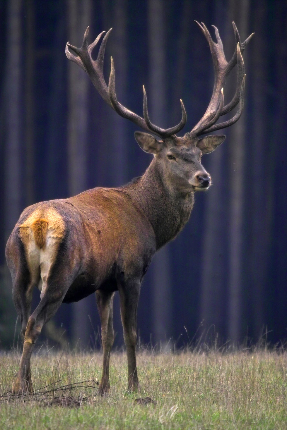 Thumbnail: BT Hirsch Nr. 2662589