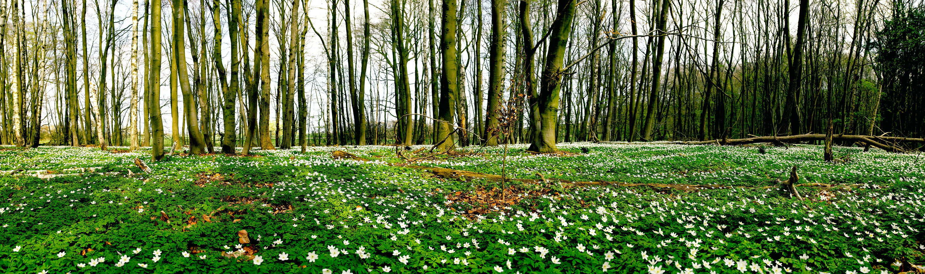 Wald Giga Panorama UHD No. 8