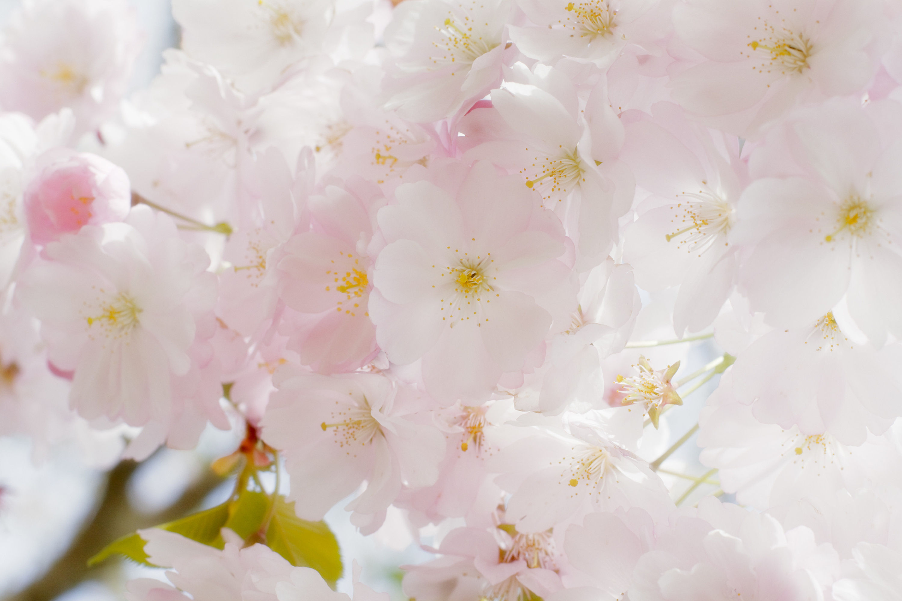 BT Sakura Nr.