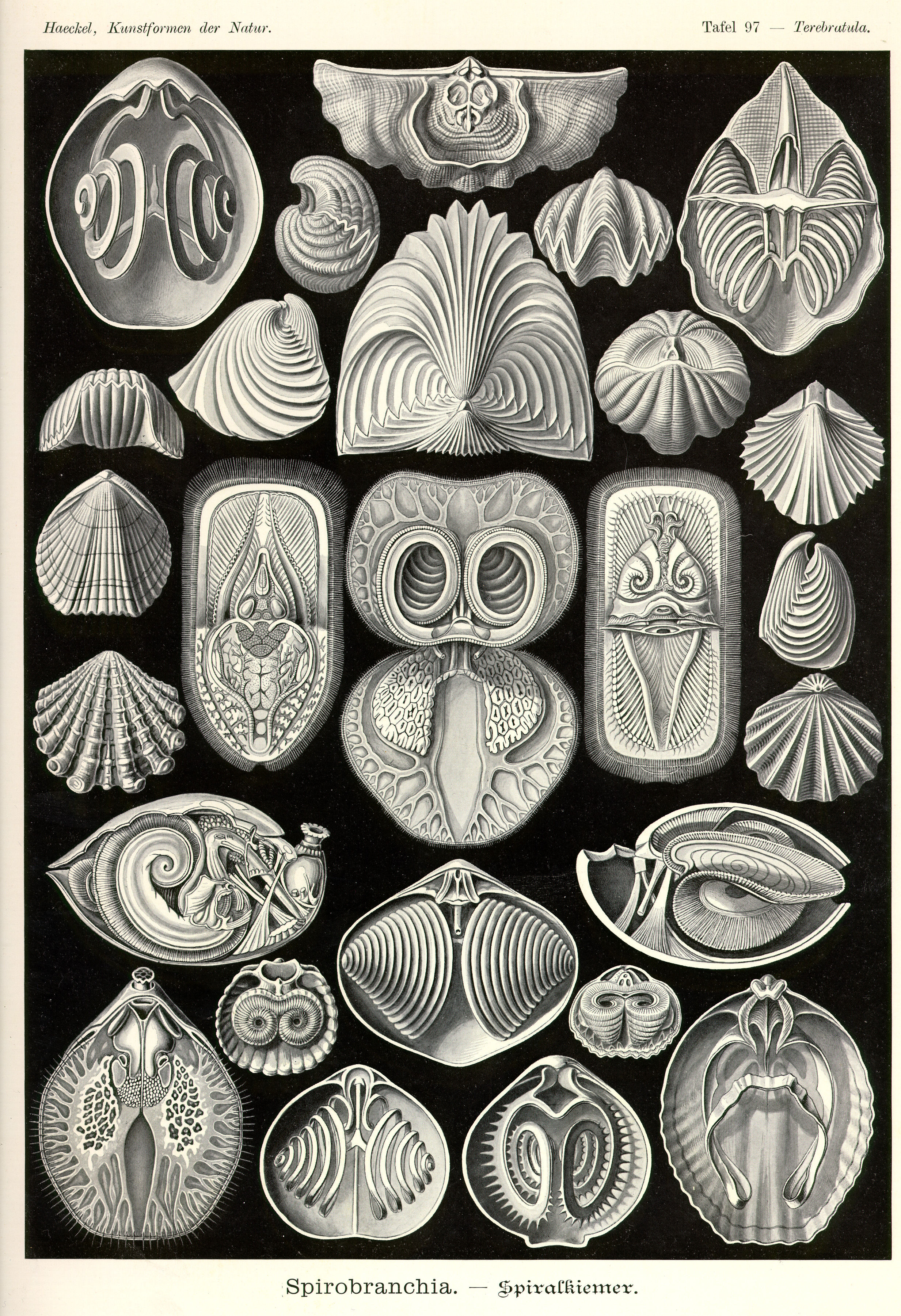 Heckel - Grafik No. 18