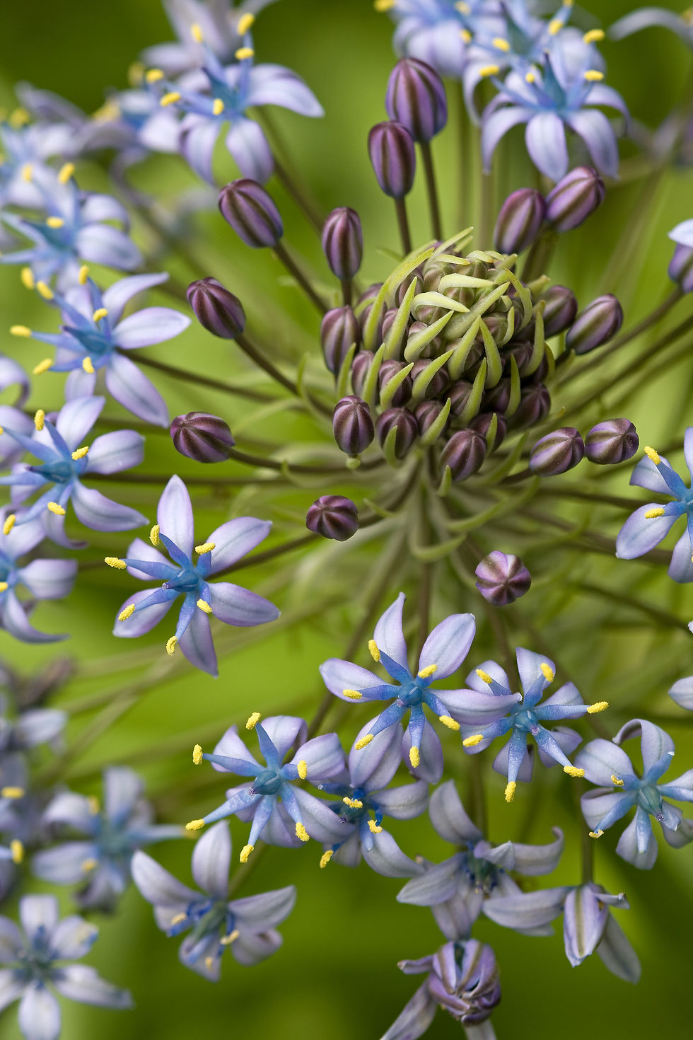 Thumbnail: BT Flowers Blue No.