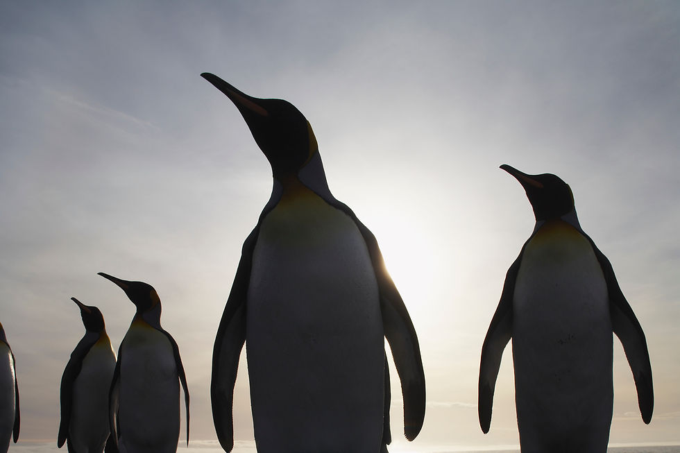 Miniaturbild: BT Pinguine Nr. 42-17574060