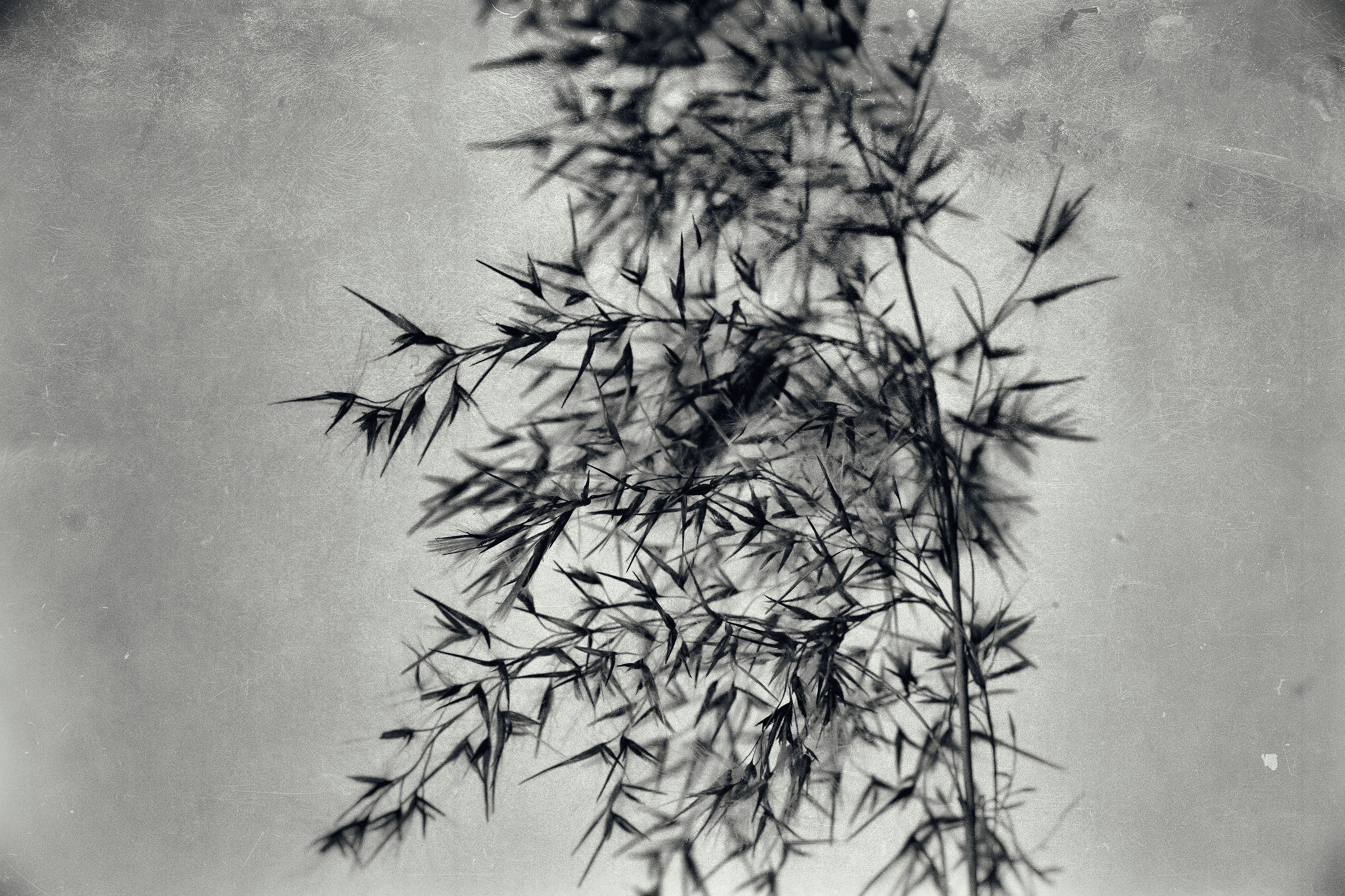 Vintage Art II No. 6