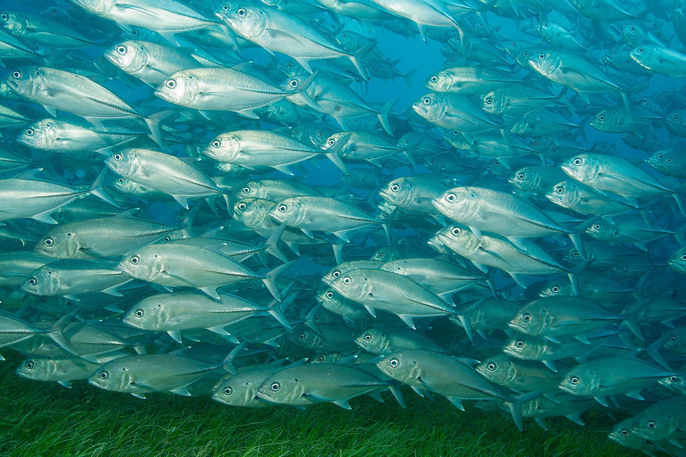 BT Fischschwarm Nr. 42-56682560