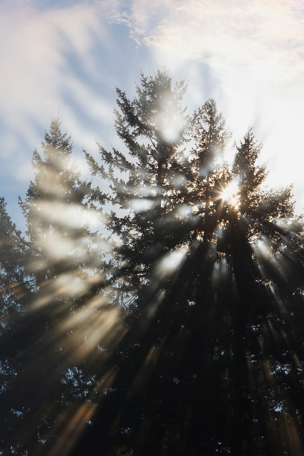 Miniaturbild: Gegenlicht I No. 17