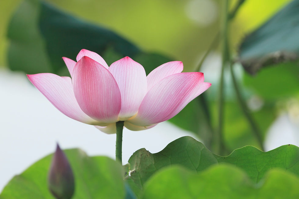 Thumbnail: Lotus No. 15
