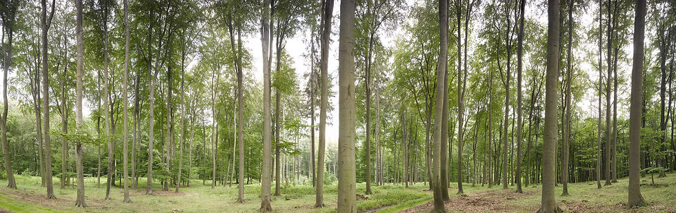 Wald Giga Panorama UHD No. 91