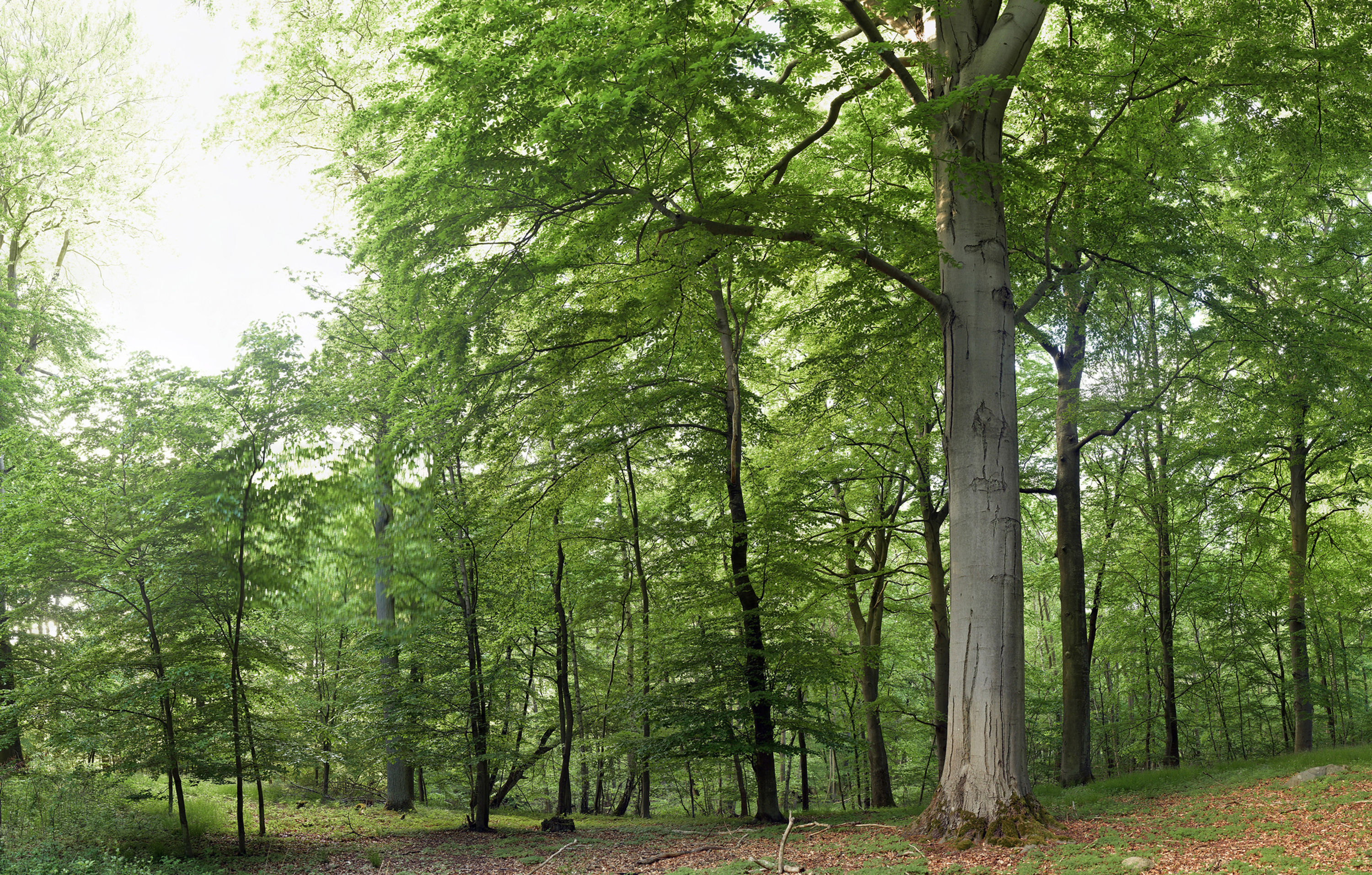 Wald Giga Panorama UHD No. 24