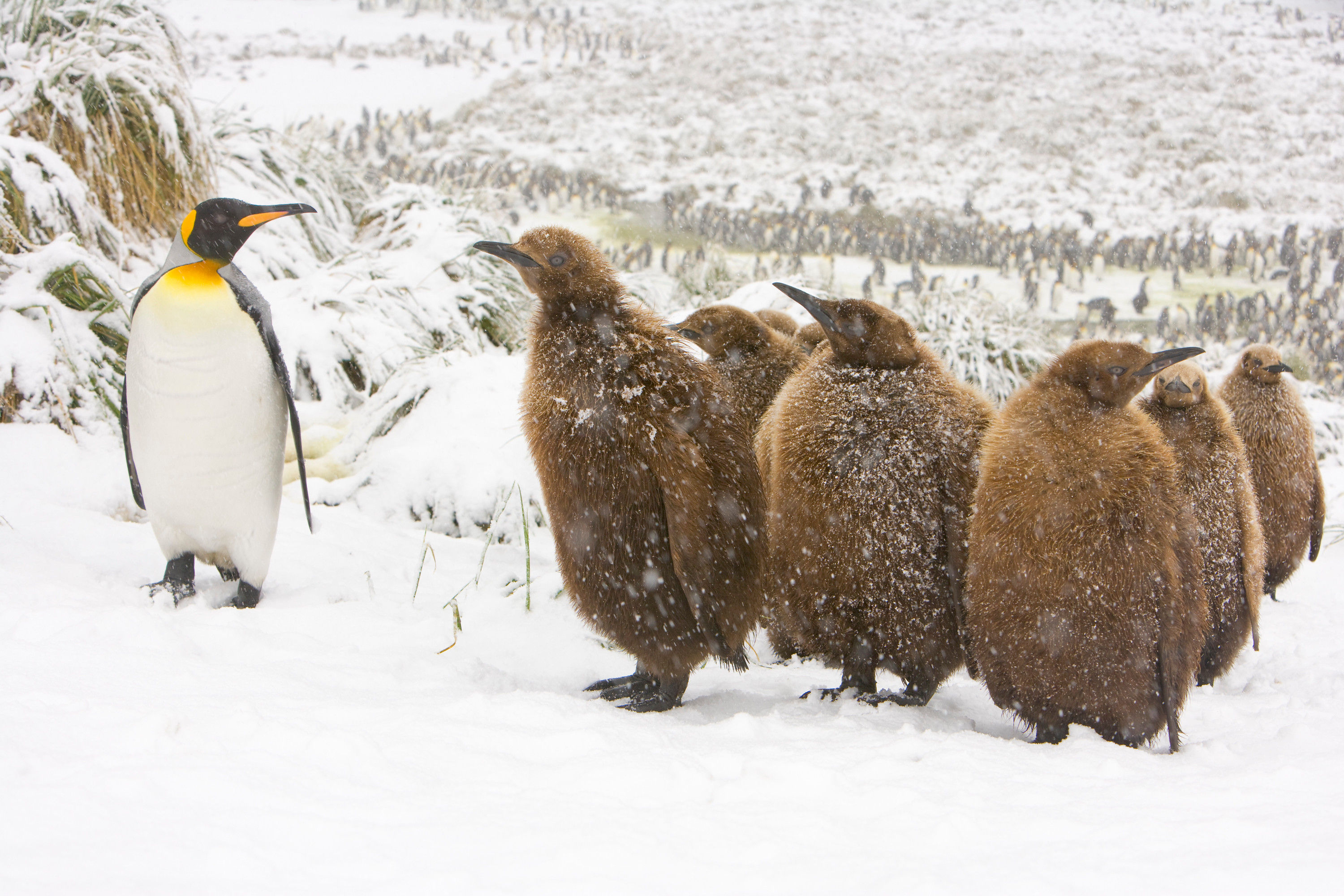 BT Pinguine Nr. 345766
