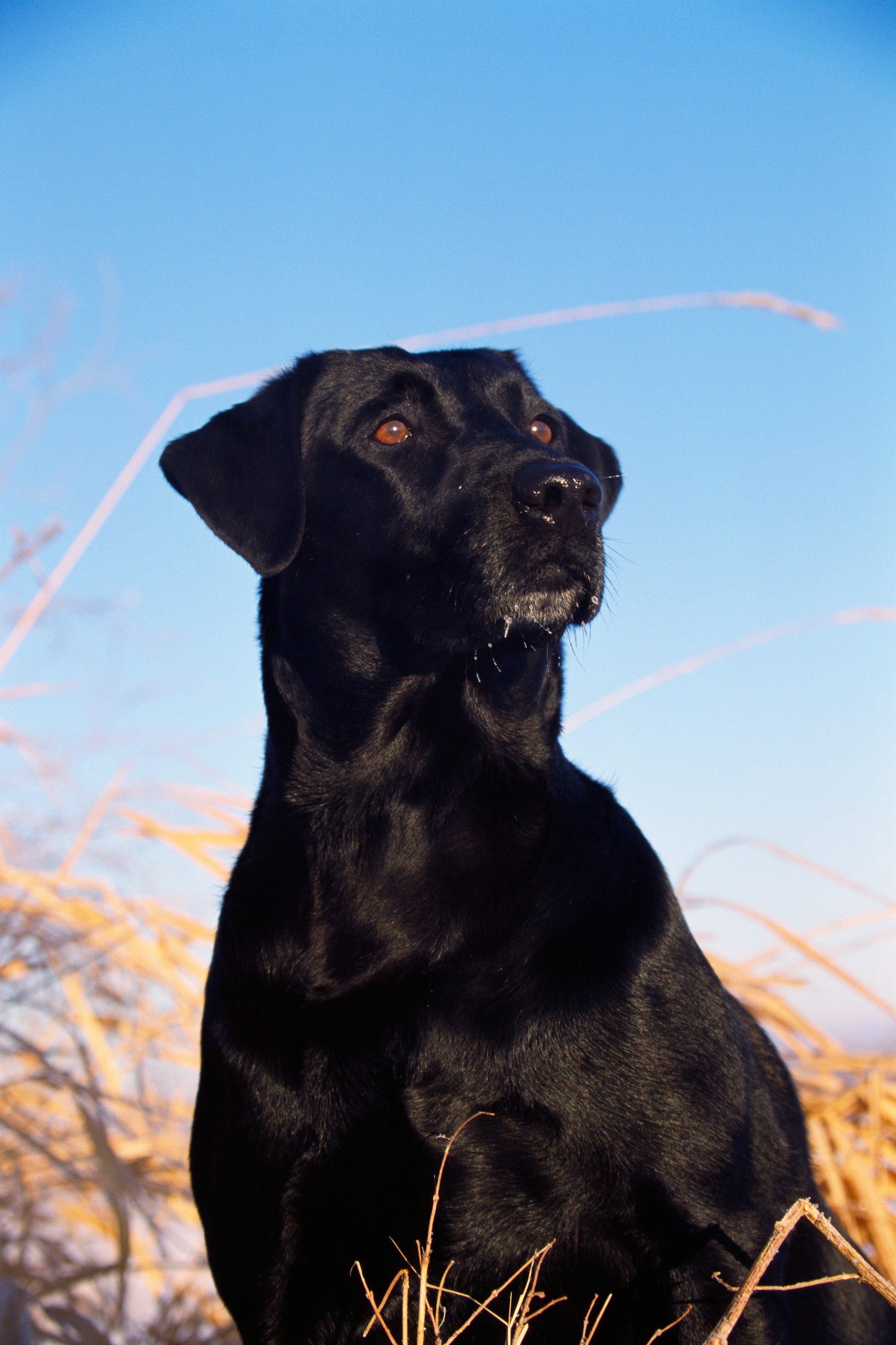 BT Dogs Nr. AACG002216