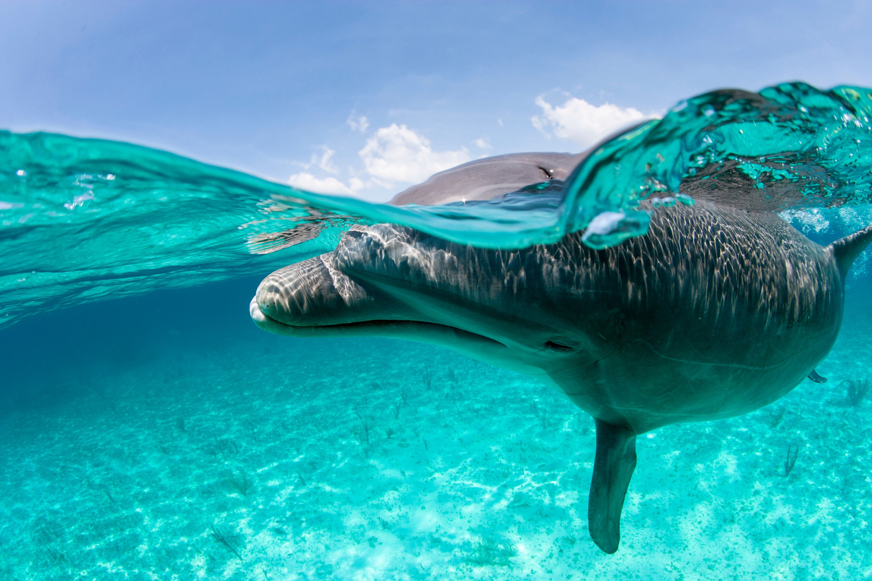 BT Delfin Nr. 42-50645986