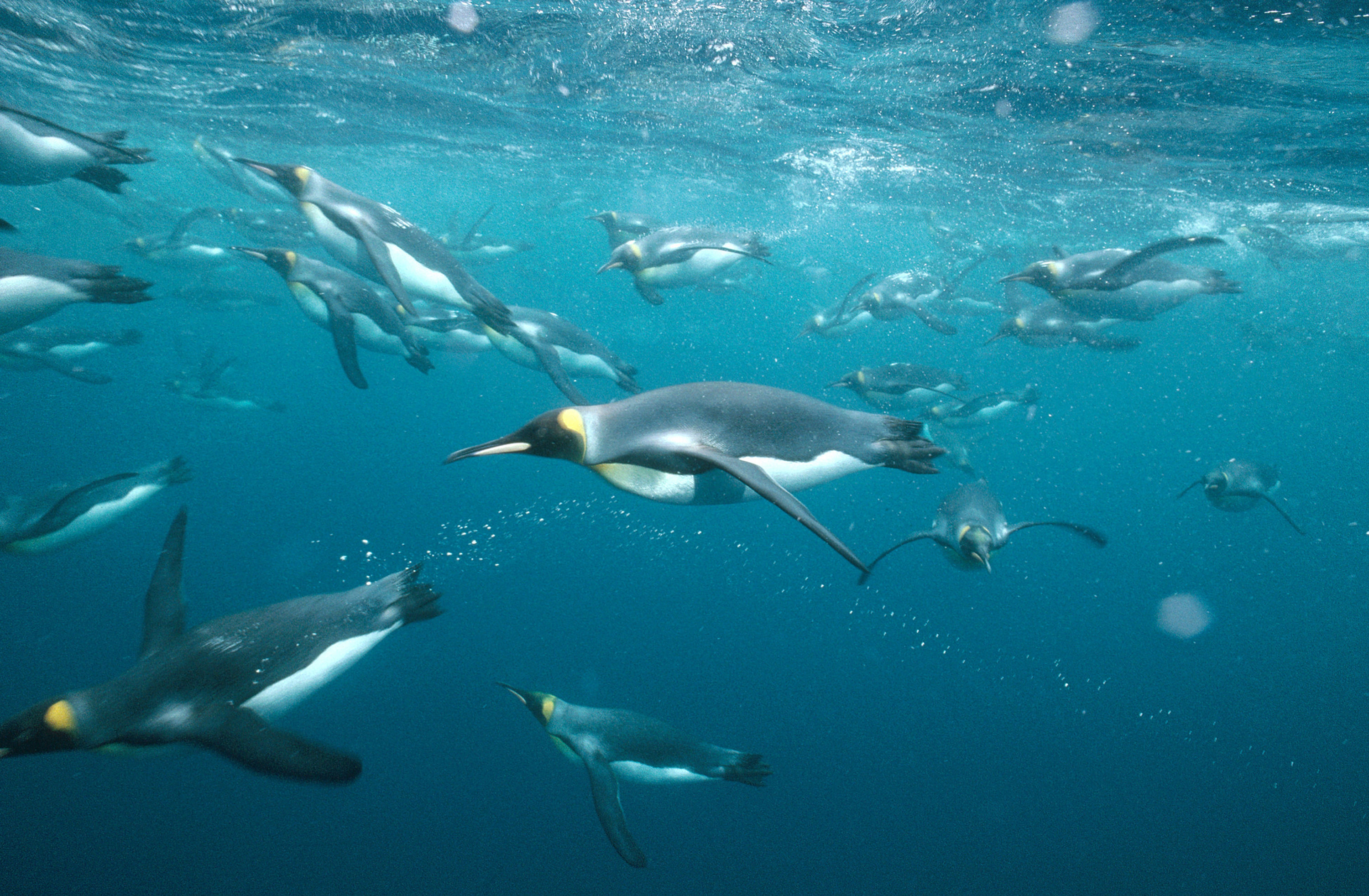 BT Pinguine Nr. 141135