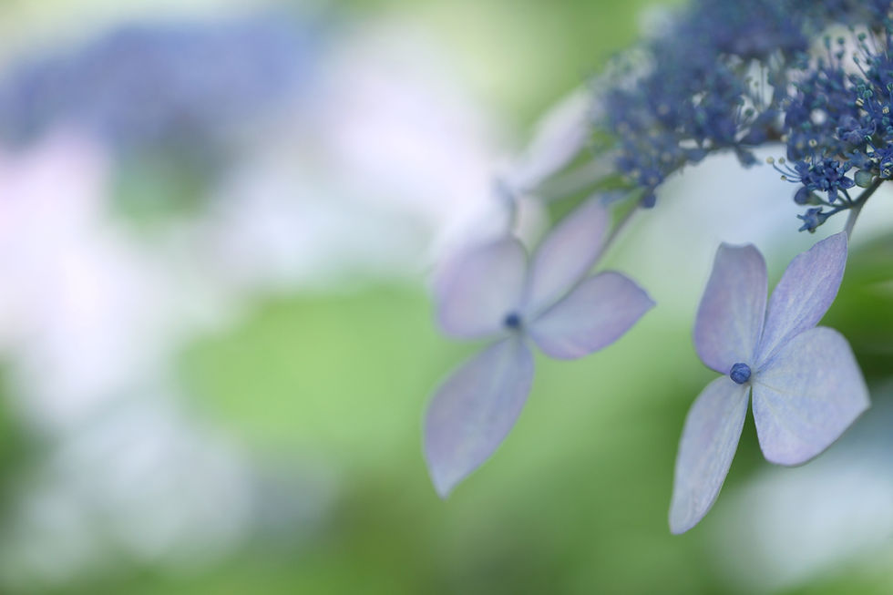 Miniaturbild: BT Flowers Blue No. 42-36117844