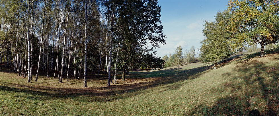 Miniaturbild: Birke Panorama No. 21