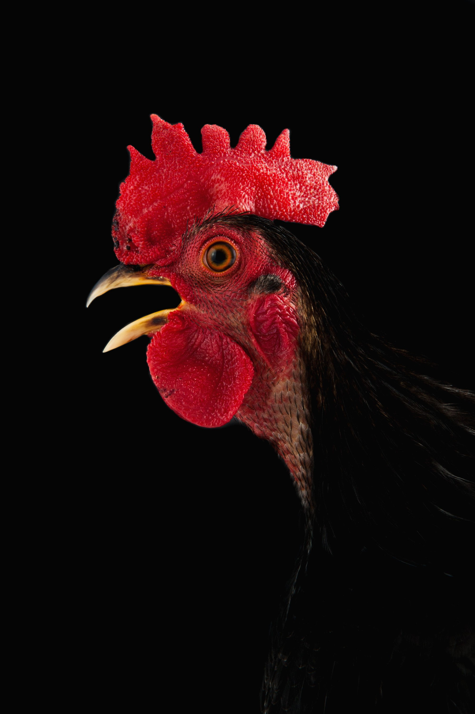 BT Huhn+Ente Nr. 42-66367479