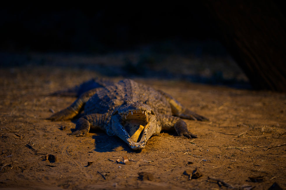 BT Krokodil Nr. 42-32212247