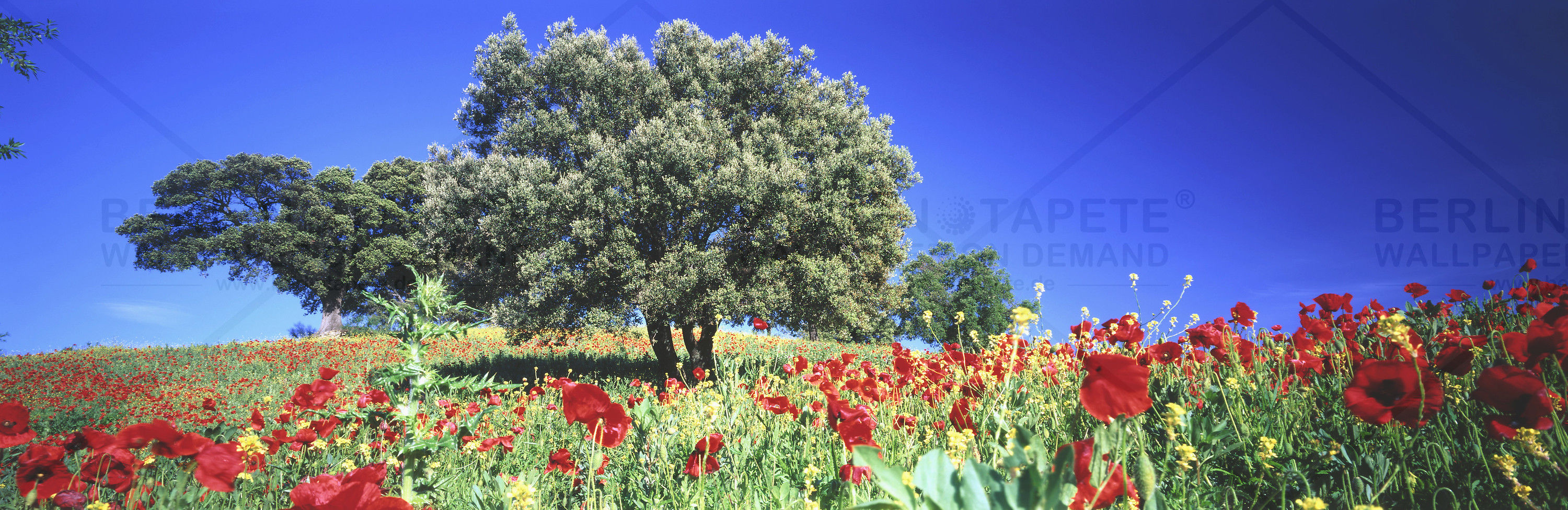 BT Bunte Wiesen Nr. 42-19953406