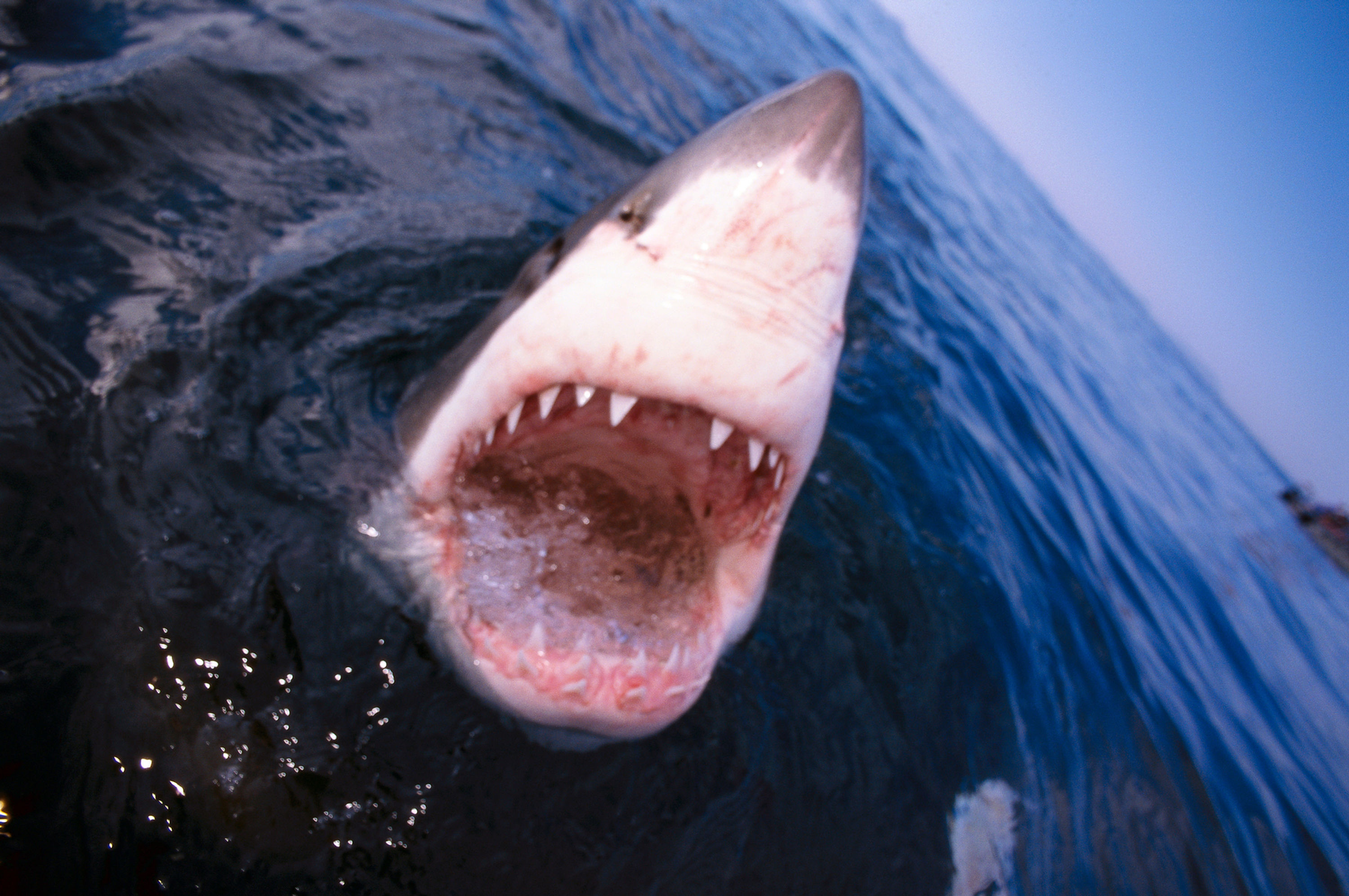 BT Hai Nr. 42-21884238