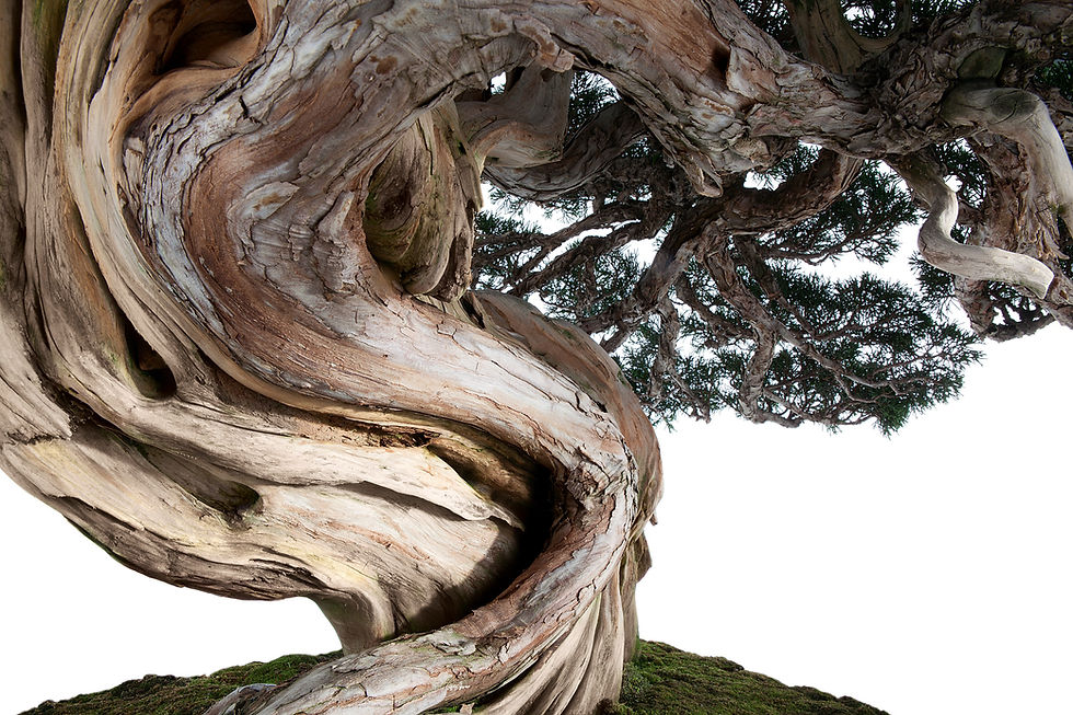 BT Bonsai Nr.: 42-69486237