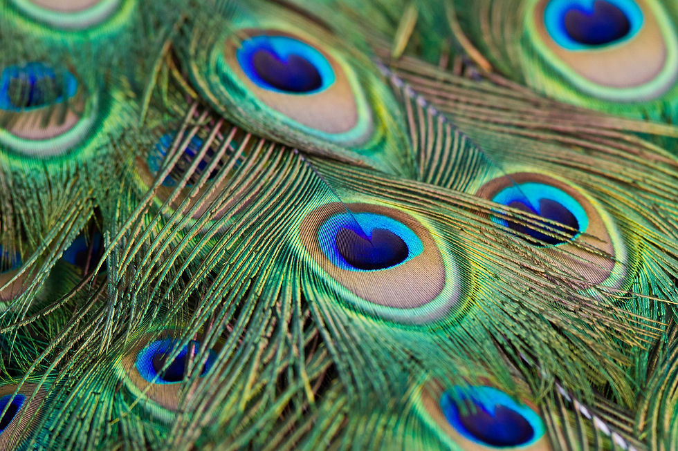 Miniaturbild: BT Pfau Nr. 42-29761821