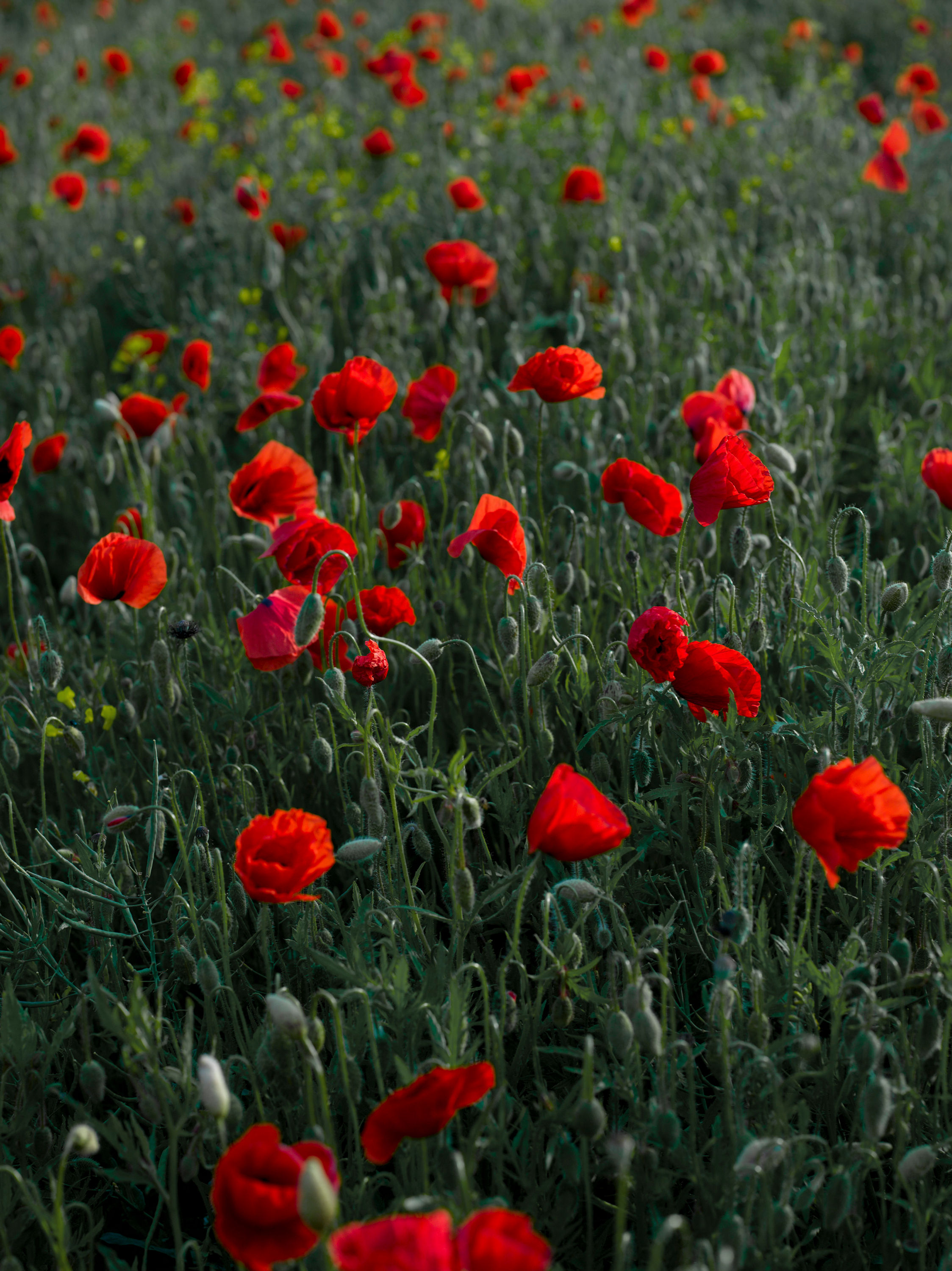 Mohn No. 08