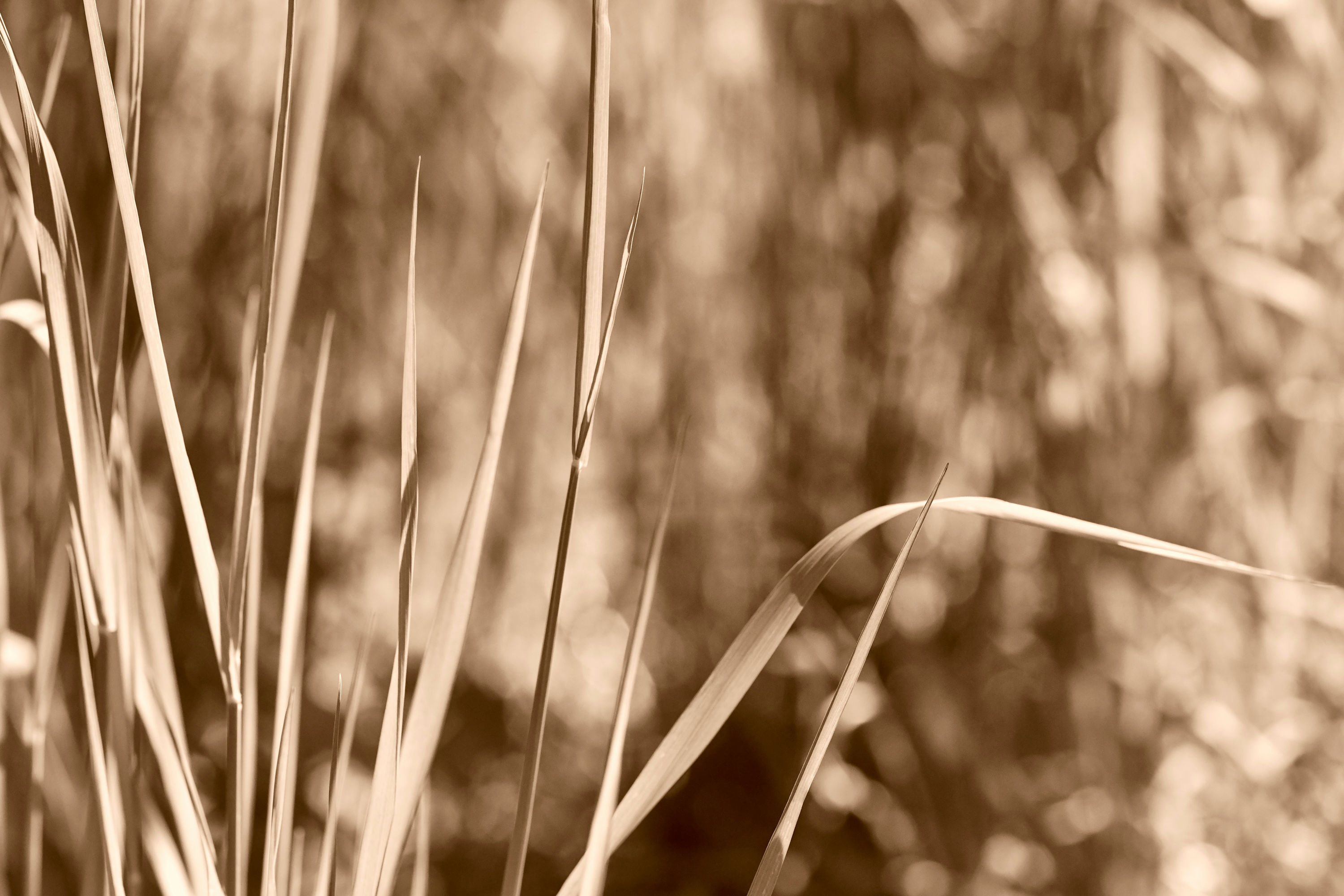 Wiese Sepia No. 27