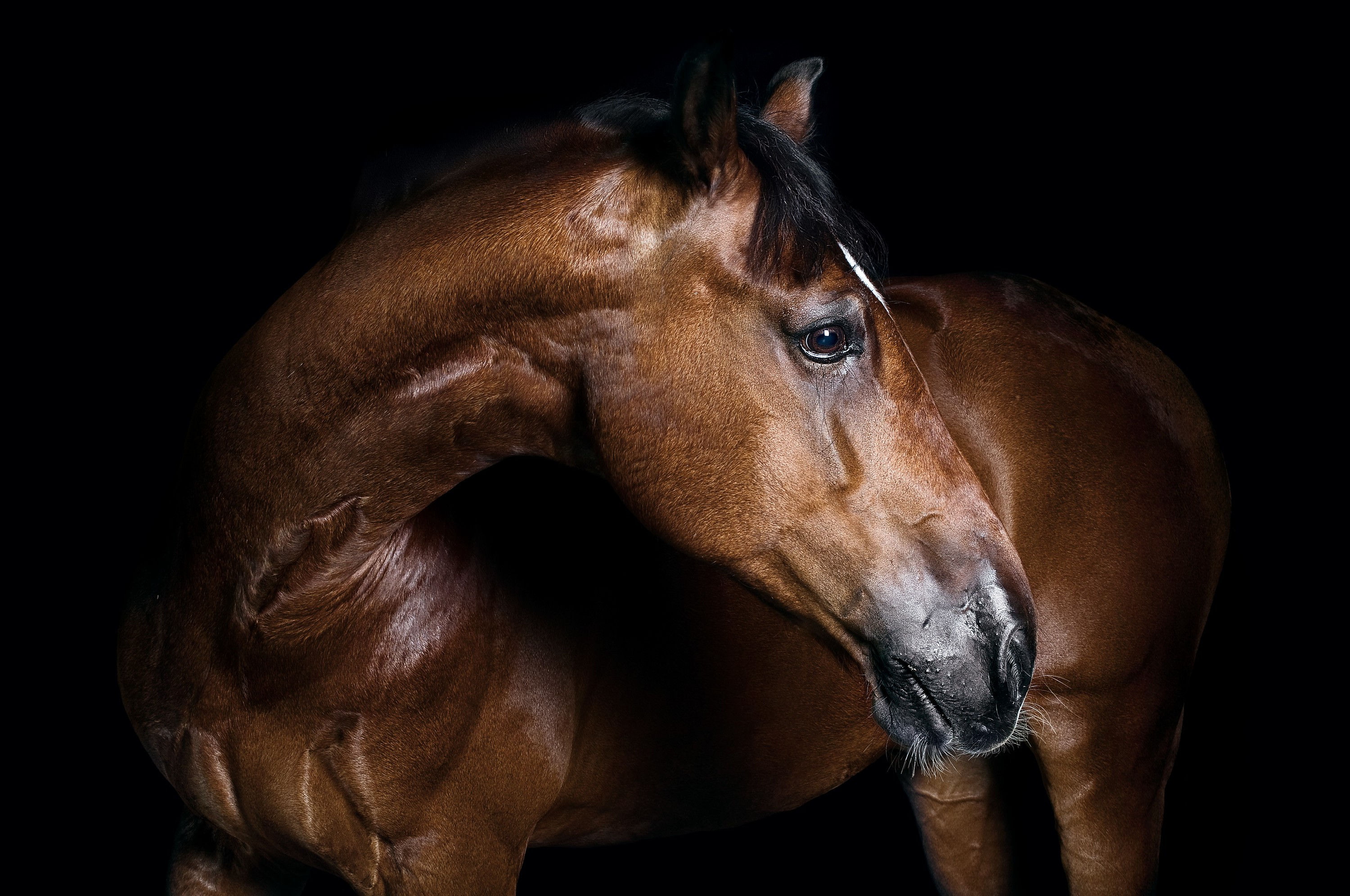 BT Horse Nr.  42-73388416