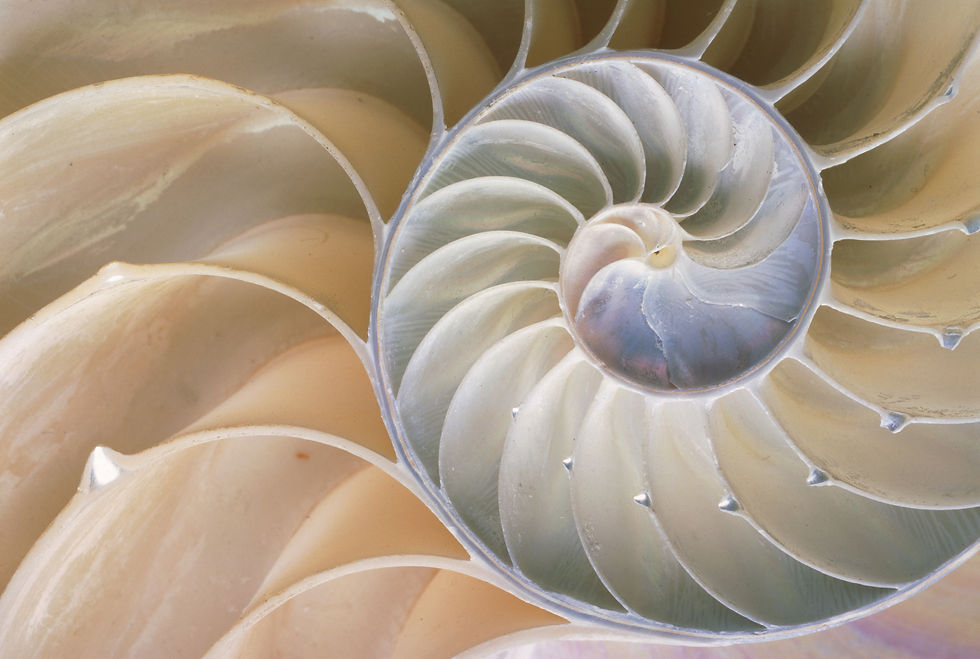 Schnecke No. 42-15354153